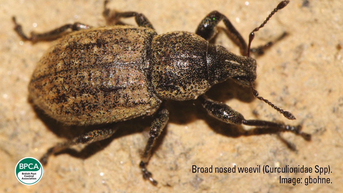 Broad nosed weevil Curculionidae Spp non pest insects BPCA